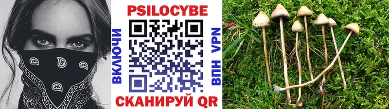 Купить  Протвино  Псилоцибиновые грибы MAGIC MUSHROOMS 
